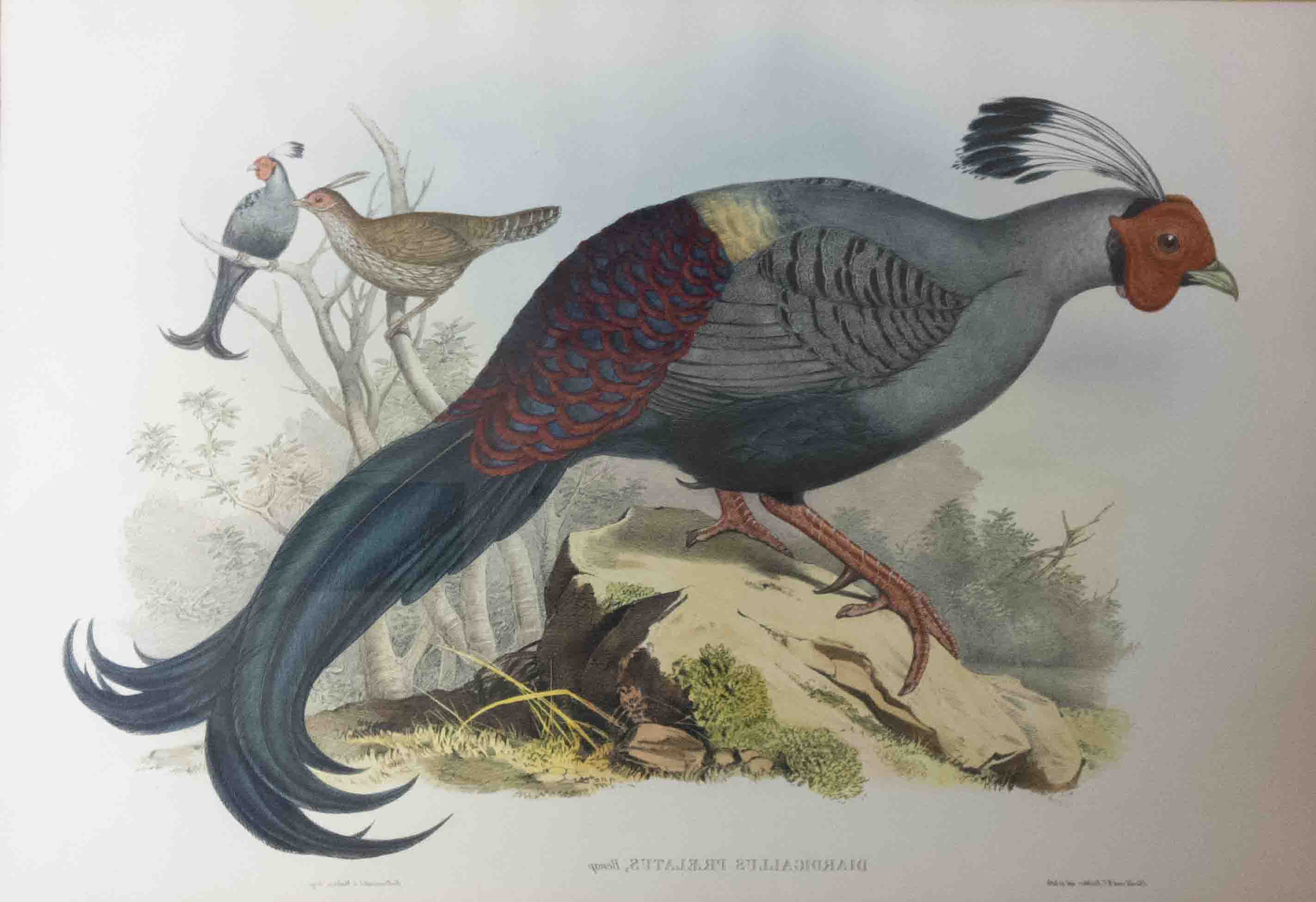 vietnam-ornithological-history