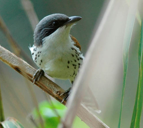 list-of-birds-of-da-lat