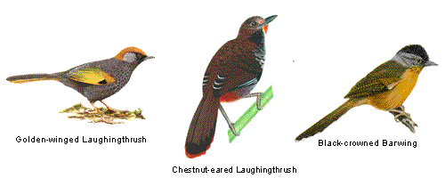 The three recently discovered species in Kon Tum, Vietnam