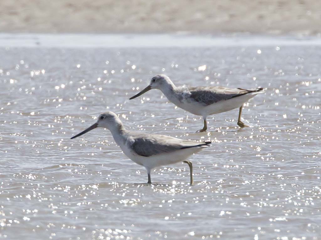 Nordmann's Greenshank