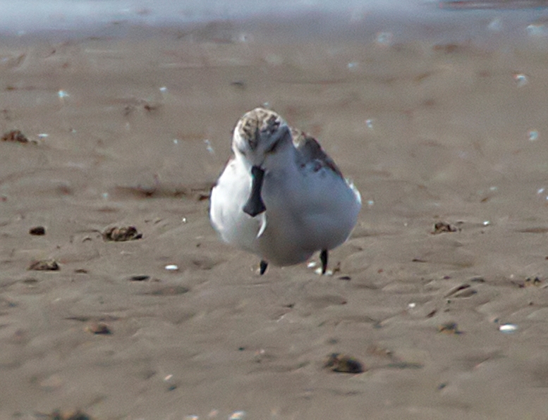 spoon-billed-sandpiper-in-mekong-delta