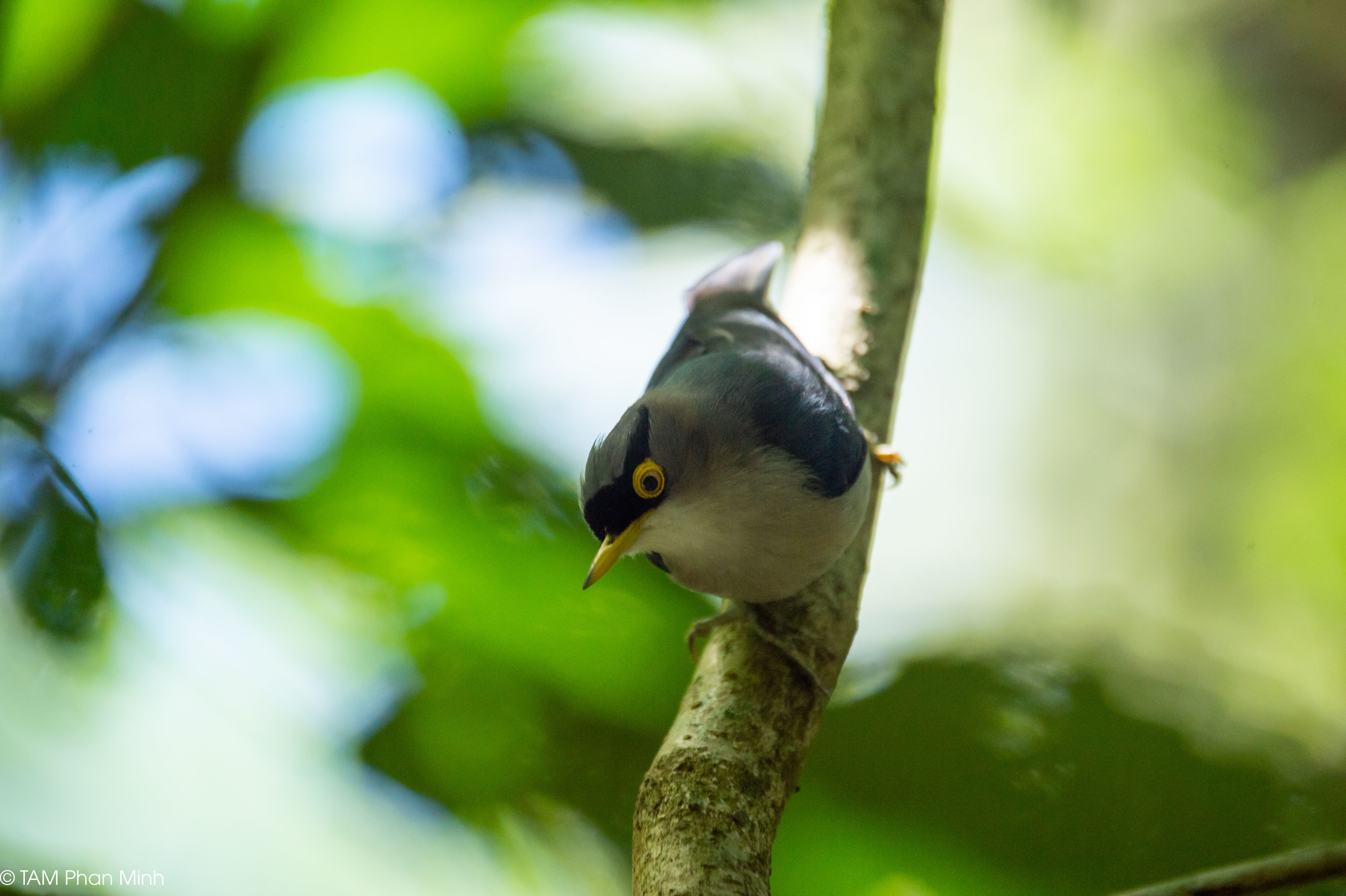 Yellow-billed Nuthatch